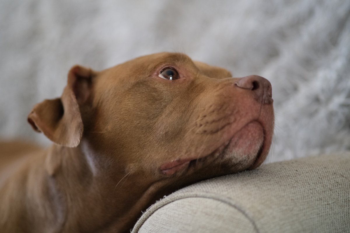 Gsrh fuji x t4